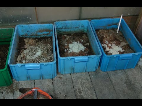 Видео: Обогрев помещение с попугаями с помощью черной львинки.