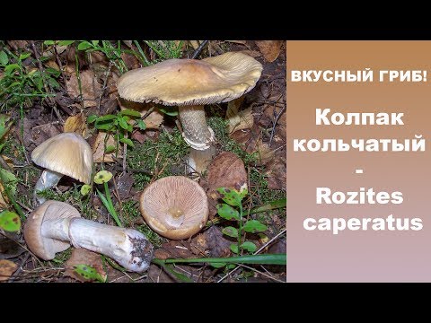 Видео: Вкусный гриб! Колпак кольчатый - Rozites caperatus.