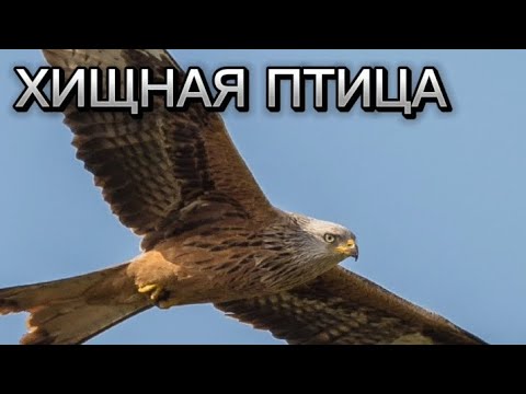 Видео: хищная птица