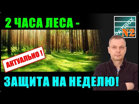 Видео: Учёные нашли доступный способ повысить иммунитет без лекарств. Почему я сейчас езжу в лес.