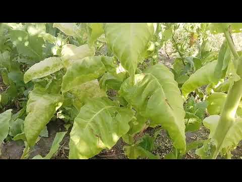 Видео: 26.09.25 Завершение уборки