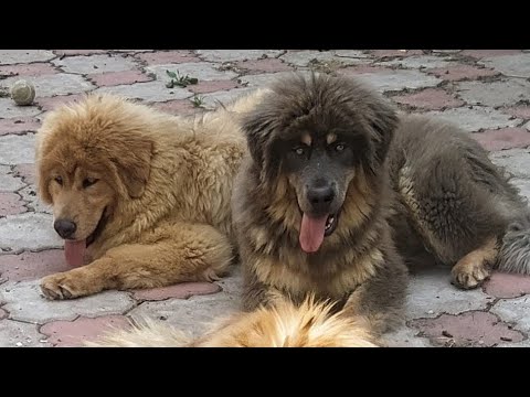 Видео: В Петербурге +32!!! Как переносят жару тибетские мастифы?! Смотрим…