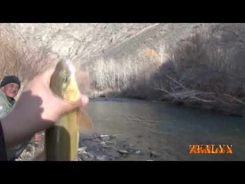 Видео: Царская рыба ! Выпрыгивает из воды !!!