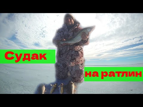 Видео: Судак на ратлин. Камское Устье .Последний лед 2023г.