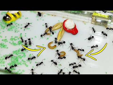 Видео: Кормление муравьёв жнецов