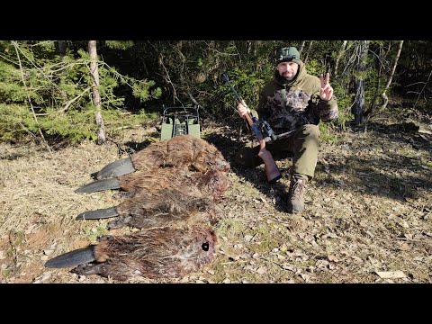 Видео: Коллиматор или загонник? Что лучше при охоте на бобра?