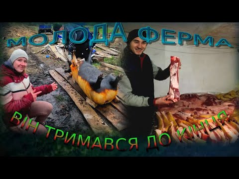Видео: 💥РОЗБОРКА СВИНІ І ПЕРЕРОБКА М'ЯСА. МАЙСТЕР-КЛАС ВІД РІЗНИКА!💥