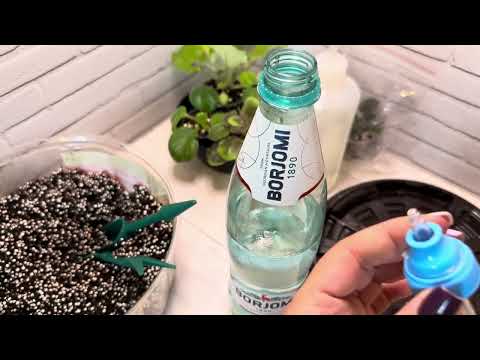 Видео: Полезные находки и помощники для выращивания фиалок.  Распаковка посылки с новыми сортами .