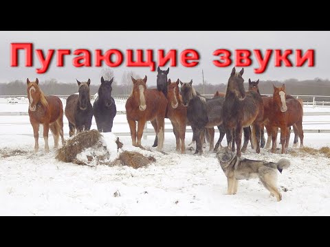 Видео: Приучаем жеребят к новым звукам. Как приучить к выстрелам лошадь.