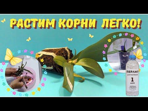 Видео: Растим корни орхидеи легко! Пересадка малыша-фаленопсиса в торфяном стакане