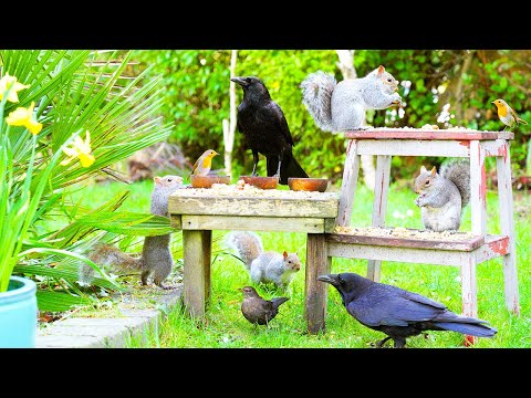 Видео: Видео для кошек 🕊️ Птицы и белки среди весенних цветов 🐿️ Кошка тв 4K HDR