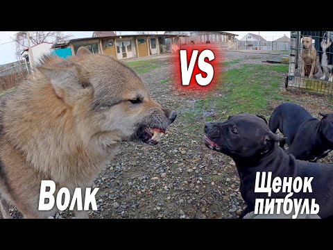 Видео: Щенок Питбуль VS Волк. Бесстрашный щенок дал ответку Волку !! Оскал волка. Как волки приняли щенков.