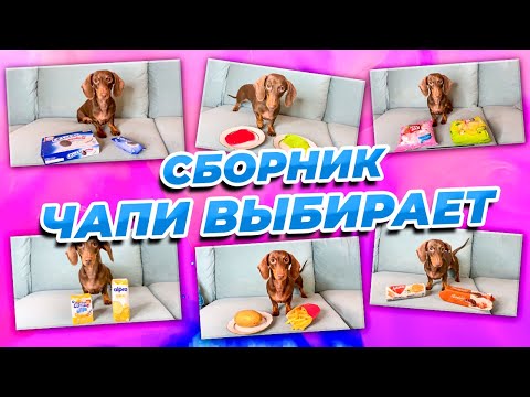 Видео: ЧАПИ ВЫБИРАЕТ II СБОРНИК часть 1