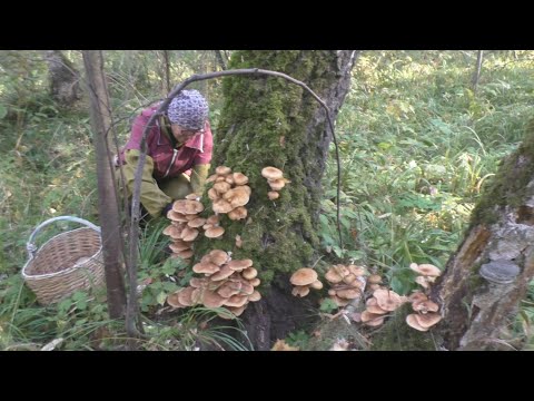 Видео: Два дня в лесу - опята не отпускают!