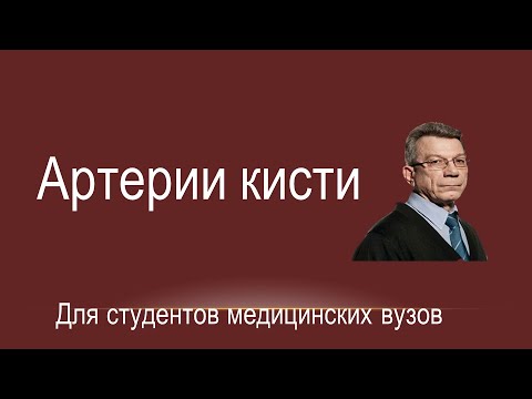 Видео: Артерии кисти