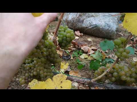 Видео: Рислинг Рейнский поздний сбор