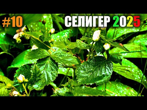 Видео: СЕЛИГЕР 2025 ЧАСТЬ 10