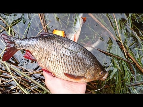 Видео: ЗАБРАЛИСЬ В ДЕБРИ И НАШЛИ МОНСТРОВ!!! ЛУЧШЕЕ ОТКРЫТИЕ ЛОДОЧНОГО СЕЗОНА! ОКУНИ МОНСТРЫ НА СПИННИНГ!