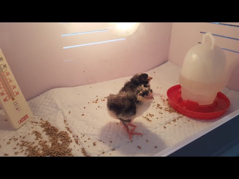 Видео: Ейск🌹Цыплята вылупляются🐥🐣🐤Инкубатор janoel 42 . Нам прислали брудер👍👍👍