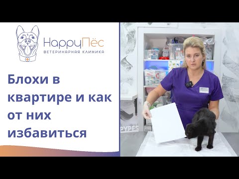Видео: Блохи в квартире и как от них избавиться