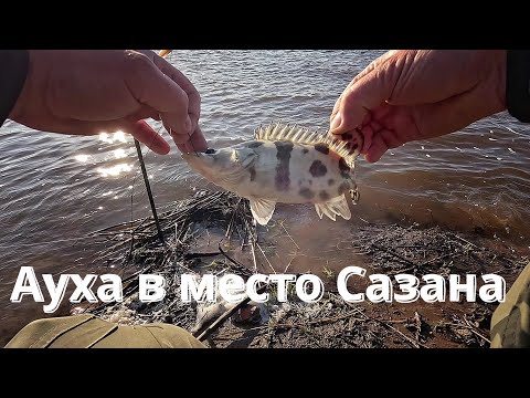 Видео: Поехал за Сазаном, а ловил Ауху.