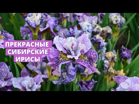 Видео: Сибирские ирисы и все о них