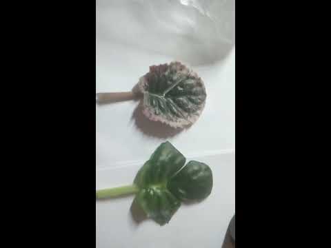 Видео: 4 способа укоренения листика фиалки