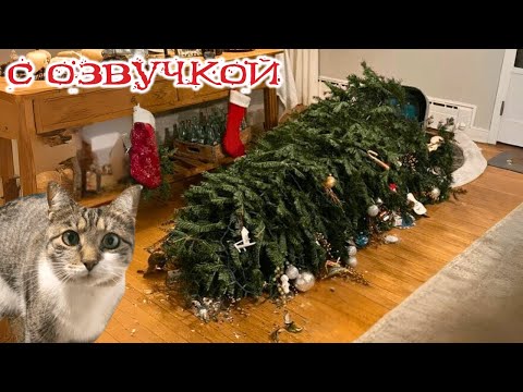 Видео: Приколы с котами! - С ОЗВУЧКОЙ! Смешные коты! Самые смешные животные! РЖАКА!