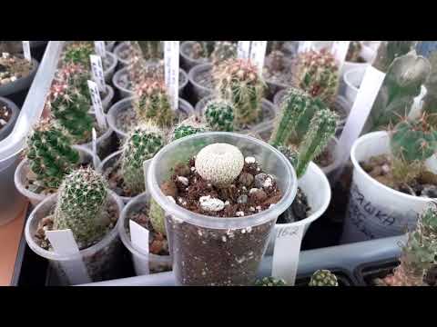 Видео: О поливе суккулентов с удобрением. Вентиляция.