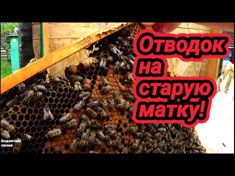 Видео: Отводок на старую матку! Поможет ли он вийти семье из роевого состояния?