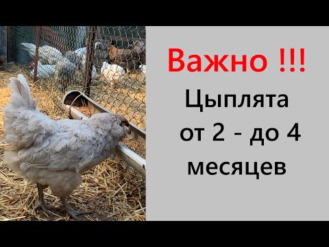 Видео: Цыплята от двух до четырёх месяцев. Корм, содержание, пересадка в летние вольеры. Расклёв у птицы.