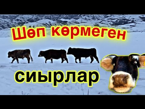 Видео: СИЫРЛАРЫМ ШӨПСІЗ ШЫҚТЫ! Қыстағы сиыр жағдайы!