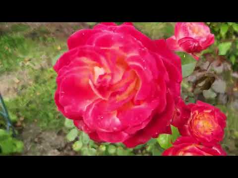 Видео: Мой дачный сезон 2025, 21 сентября