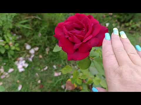 Видео: #rose 🇺🇦 Огляд 🌹🌹🌹 троянд у вересні, ще гарно квітнуть, назви в описі, 12.09.25 🇺🇦