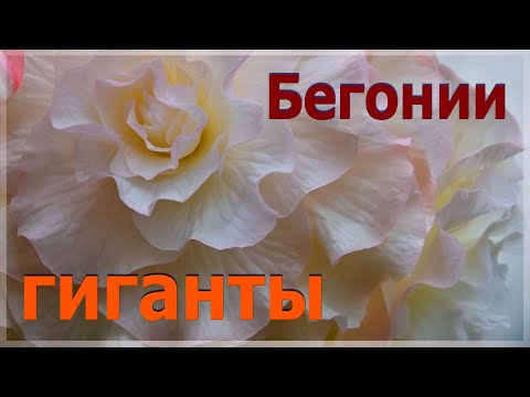 Видео: Как добиться огромных цветов у бегоний