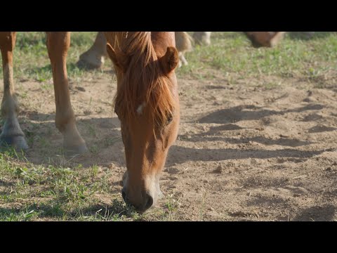 Видео: Кусочек лета зимним вечером