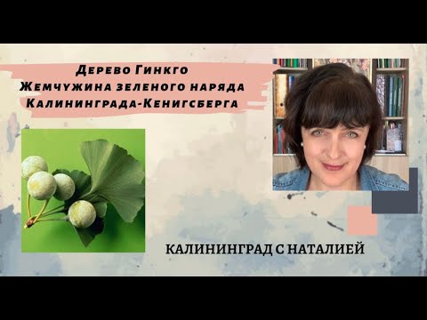 Видео: выпуск 1  Дерево Гинкго - Жемчужина зеленого наряда Калининграда-Кенигсберга.