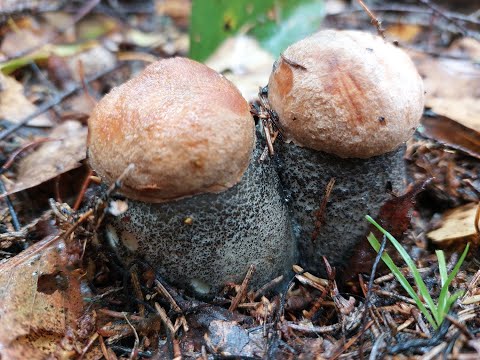 Видео: Грибная охота на благородные грибы октября 2023 года! Грибник доволен!