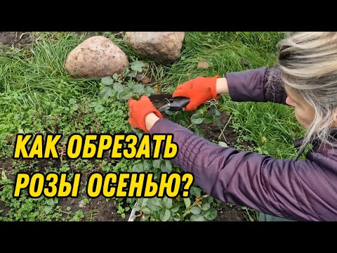 Видео: ОСЕННЯЯ ОБРЕЗКА РОЗ: чайно-гибридных, почвопокровных, кустовых, плетистых, спрей (бордюрных)