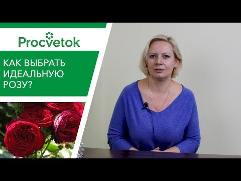 Видео: Как выбрать розу и не разочароваться? Советы от коллекционера роз