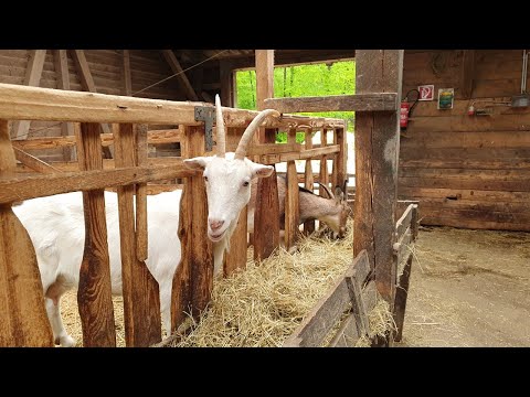 Видео: НЕЛЬЗЯ КОРМИТЬ КАРТОШКОЙ КОЗ  и другие мифы козоводства