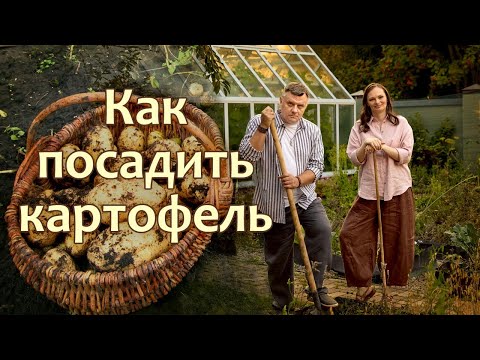 Видео: Как посадить картошку: самое важное!