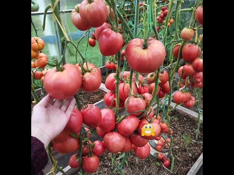 Видео: Способ высадки томатов в грунт. Что добавляю в лунку и многое другое...