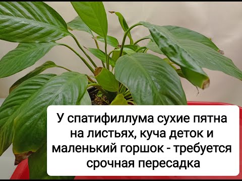 Видео: Срочная помощь спатифиллуму