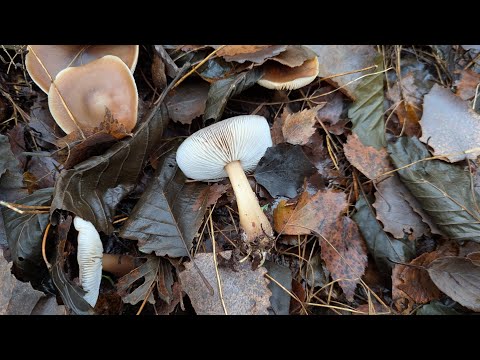 Видео: Коллибия масляная (Rhodocollybia butyracea). Гриб на месте произрастания, при приготовл. и на вкус.