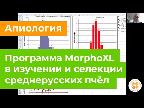 Видео: Программа MorphoXL в изучении и селекции среднерусской породы пчёл.