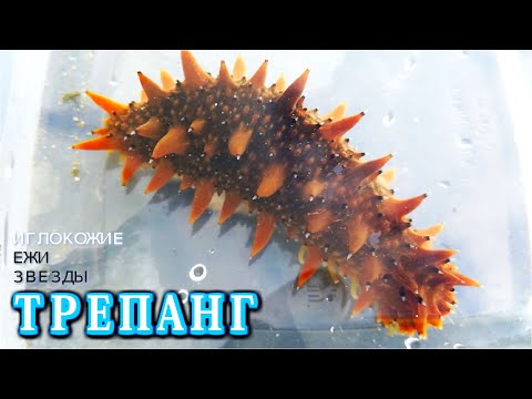 Видео: 🌏 Вы ЗНАЛИ ЧТО ТРЕПАНГ это МОРСКОЙ ЖЕНЬШЕНЬ и средство МОЛОДОСТИ