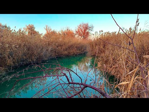 Видео: В ЭТОЙ луже куча РЫБЫ, РЫБАЛКА близ Алматы на диком ОЗЕРЕ