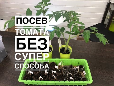 Видео: Посев томата без супер способа. Март 2020