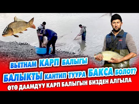 Видео: Балык БИЗНЕСИ жакшы экен ~ Вьетнам карп БАЛЫГЫН багуу жолдору ~ Балыкты БИЗДЕН алып БИЗНЕС кыл